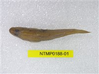 藏品(明潭吻鰕虎)的圖片